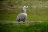 Upland Goose