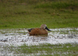 Red Shoveler