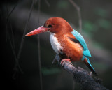 White-throated Kingfisher