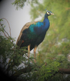 Indian Peafowl