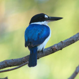 Forest Kingfisher