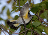 American Redstart