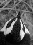 African (Jackass) Penguin
