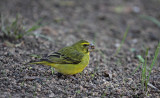 Brimstone (Bully) Canary