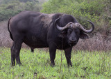 Buffalo