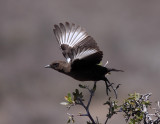 Southern Ant-eating Chat