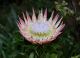 King Sugarbush Protea cynaroides