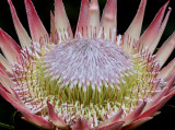 King Sugarbush Protea cynaroides