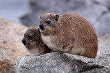 Rock Hyrax