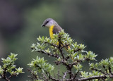 Long-tailed Minivet