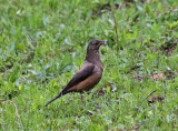 Kesslers (White-backed) Thrush