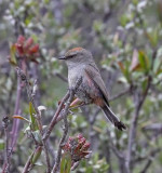 Severtsovs (White-browed) Tit-Warbler (female)