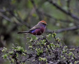 Severtsovs (White-browed) Tit-Warbler