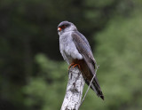Amur Falcon (immature male)