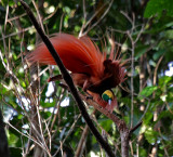 PAPUA NEW GUINEA: Birds