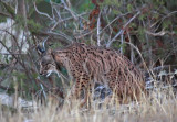 Iberian Lynx (Spain)
