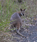 Red-necked Wallaby (Australia)