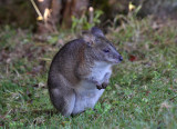 Red-necked Pademelon (Australia)