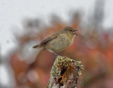 Gray Warbler-Finch