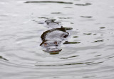 Platypus (Australia)