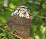 Spotted Mourning-Thrush