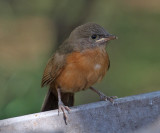 Rufous Chatterer