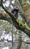 Blue Monkey (Cercopithecus mitis)