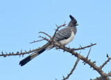 White-bellied Go-Away-Bird