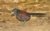 Banded Ground-Cuckoo