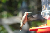 Hummingbird