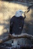 Eagle at the Lincoln Park Zoo