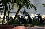 summer penguins
