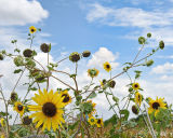 sunflowers sky