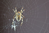 FGS_Bob_Flint_3_Scary_Spider.jpg