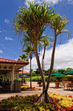 Dole Plantation Hala (Pandanus Tectoris) Tree