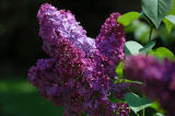 purple Lilac