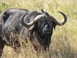oxpeckers on buffalo