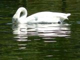 Swan in Regents Park