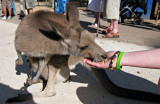 IKangaroo