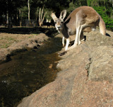 Currumbin Sanctuary
