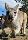 Curious Kangaroo