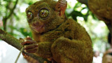 The Tarsier, Bohol, Philippines