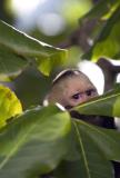 Wild Capuchin Monkeys (White Faced Monkeys)