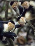 Capuchin_DSC7240.jpg