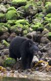 pbase bear 8.jpg