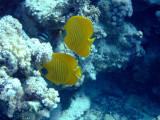 Red Sea_1 072.jpg