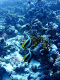 Red Sea_1 106.jpg