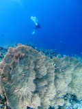 Red Sea_1 111.jpg