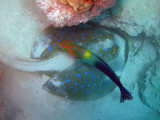 Red Sea 2008  - Underwater