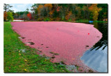 Flooded Cranberry Bed